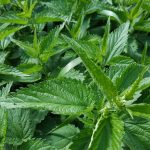 Detailed shot of green stinging nettle leaves in natural habitat, highlighting texture and density.